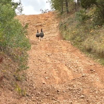 Dromaius novaehollandiae (Emu) at Uriarra Village, ACT - 6 May 2024 by dwise