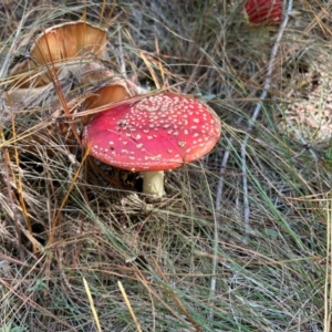 Amanita muscaria at Kambah, ACT - 24 Apr 2024 12:26 PM