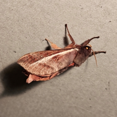 Unidentified Swift and Ghost moth (Hepialidae) at QPRC LGA - 10 May 2024 by MatthewFrawley