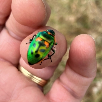 Scutiphora pedicellata (Metallic Jewel Bug) at Lyons, ACT - 5 May 2024 by RobynS