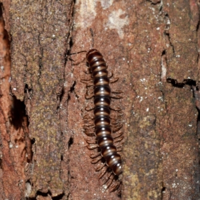 Paradoxosomatidae sp. (family) at Acton, ACT - 10 May 2024 by TimL