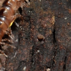 Symphypleona sp. (order) (Globular springtail) at ANBG - 10 May 2024 by TimL