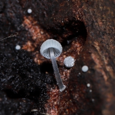 Unidentified Cap on a stem; gills below cap [mushrooms or mushroom-like] at suppressed - 10 May 2024 by TimL