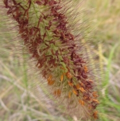 Cenchrus purpurascens at Lake Ginninderra - 10 May 2024 02:25 PM