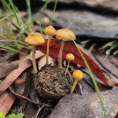 Protostropharia semiglobata (Dung Roundhead) at QPRC LGA - 10 May 2024 by Csteele4