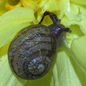 Gastropoda sp. (class) at suppressed by HelenCross