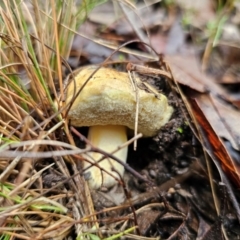 Bolete sp. (Bolete sp.) at QPRC LGA - 10 May 2024 by Csteele4