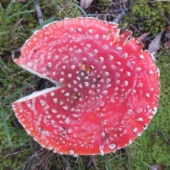 Amanita muscaria (Fly Agaric) at Flynn, ACT - 10 May 2024 by Christine