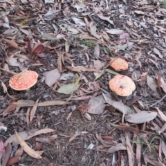 Amanita muscaria at Flynn, ACT - 10 May 2024