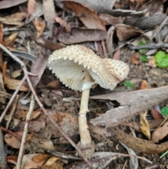 Macrolepiota clelandii (Macrolepiota clelandii) at QPRC LGA - 10 May 2024 by Csteele4