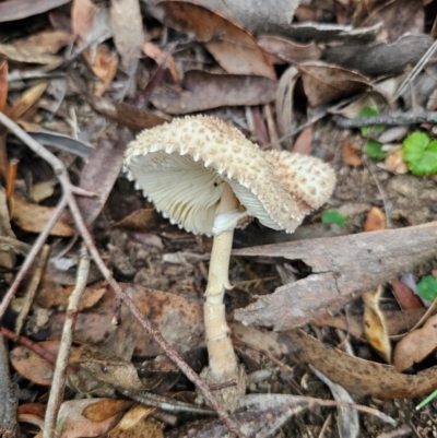 Macrolepiota clelandii (Macrolepiota clelandii) at Captains Flat, NSW - 10 May 2024 by Csteele4