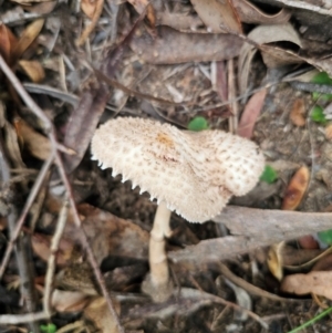 Macrolepiota clelandii at QPRC LGA - 10 May 2024 12:59 PM