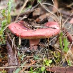 Russula sp. (Russula) at QPRC LGA - 10 May 2024 by Csteele4