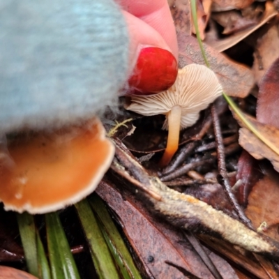 Marasmius elegans (Velvet Parachute) at Captains Flat, NSW - 10 May 2024 by Csteele4