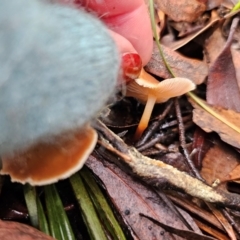 Marasmius elegans at QPRC LGA - 10 May 2024