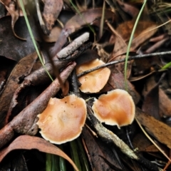 Marasmius elegans at QPRC LGA - 10 May 2024