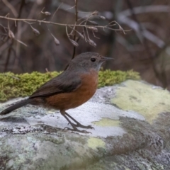 Origma solitaria (Rockwarbler) at Morton National Park - 28 Apr 2024 by KimT