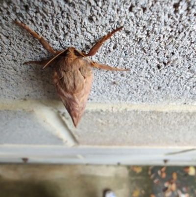 Meritastis polygraphana (Mottled Bell Moth) at Harrison, ACT - 10 May 2024 by DPRees125