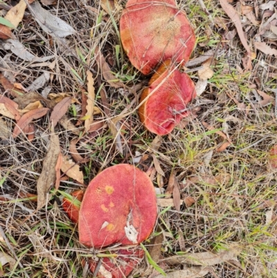 Vittadinia muelleri (Narrow-leafed New Holland Daisy) at Black Mountain - 11 May 2024 by lbradley