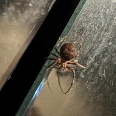 Unidentified Huntsman spider (Sparassidae) at O'Connor, ACT - 12 Apr 2024 by Choyster