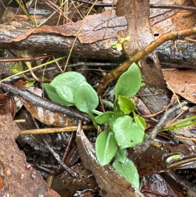 Speculantha rubescens (Blushing Tiny Greenhood) at Black Mountain - 11 May 2024 by lbradley