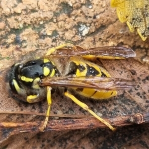 Vespula germanica at QPRC LGA - suppressed