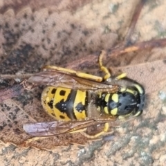 Vespula germanica at QPRC LGA - suppressed