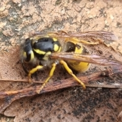Vespula germanica at QPRC LGA - suppressed