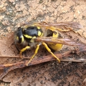 Vespula germanica at QPRC LGA - suppressed