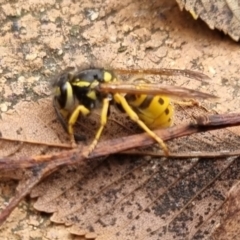 Vespula germanica at QPRC LGA - suppressed