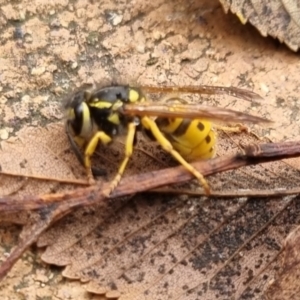 Vespula germanica at QPRC LGA - suppressed