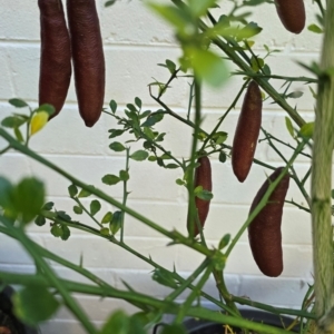 Gymnopilus sp. at QPRC LGA - 10 May 2024