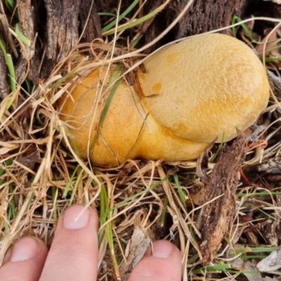 Gymnopilus sp. (Gymnopilus) at Bungendore, NSW - 9 May 2024 by clarehoneydove