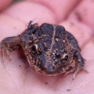 Limnodynastes tasmaniensis (Spotted Grass Frog) at Bungendore, NSW - 5 May 2024 by clarehoneydove