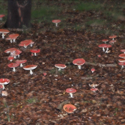 Amanita muscaria (Fly Agaric) at Yarralumla, ACT - 11 May 2024 by TimL