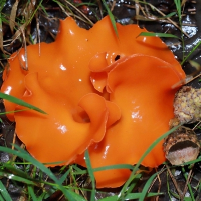 Aleuria sp. (genus) (An Orange peel fungus) at National Arboretum Forests - 11 May 2024 by TimL