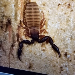 Aleuria sp. at National Arboretum Forests - 11 May 2024