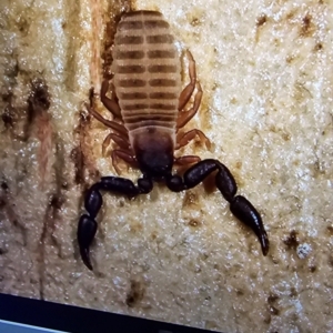 Aleuria sp. (genus) at National Arboretum Forests - 11 May 2024