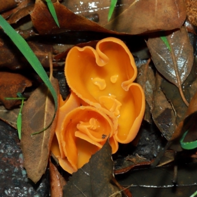 Aleuria sp. (An Orange peel fungus) at Yarralumla, ACT - 11 May 2024 by TimL