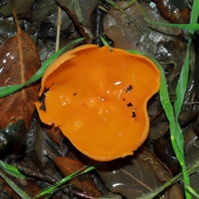 Aleuria sp. (An Orange peel fungus) at National Arboretum Forests - 11 May 2024 by TimL