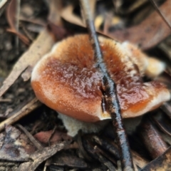 Postia pelliculosa (A wood-rotting bracket fungus) at Captains Flat, NSW - 10 May 2024 by Csteele4