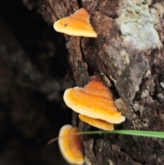 Stereum hirsutum (Hairy Curtain Crust) at Captains Flat, NSW - 10 May 2024 by Csteele4