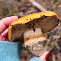 Cortinarius sp. at Captains Flat, NSW - 10 May 2024 by Csteele4