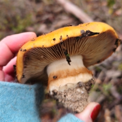 Cortinarius sp. at Captains Flat, NSW - 10 May 2024 by Csteele4