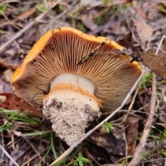 Cortinarius sp. at QPRC LGA - 10 May 2024 01:44 PM