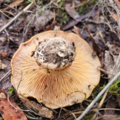 Cortinarius sp. at QPRC LGA - 10 May 2024 01:44 PM