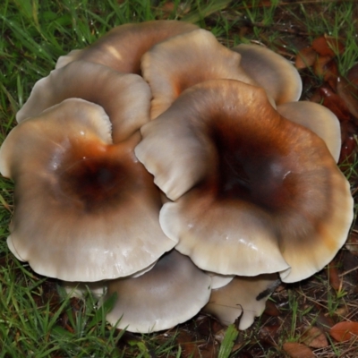 Omphalotus nidiformis (Ghost Fungus) at National Arboretum Forests - 11 May 2024 by TimL