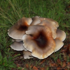 Omphalotus nidiformis at National Arboretum Forests - 11 May 2024