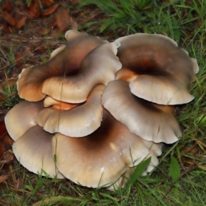 Omphalotus nidiformis at National Arboretum Forests - 11 May 2024