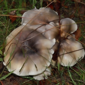 Omphalotus nidiformis at National Arboretum Forests - 11 May 2024